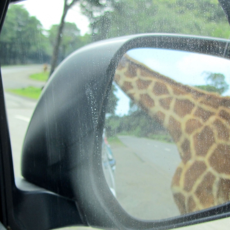 Кормление жирафа с заднего сидения машины; Сидзуока