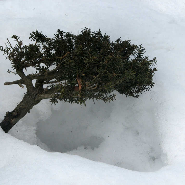 Карликовое дерево зимой; Ямагата