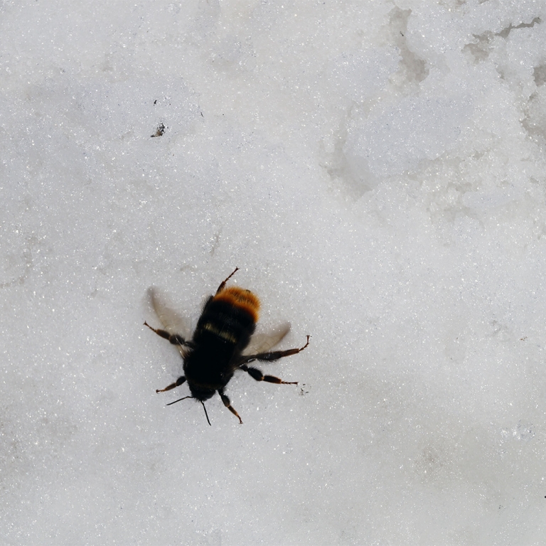 Пчела на снегу, июнь, у вершины г.Гассан, Ямагата