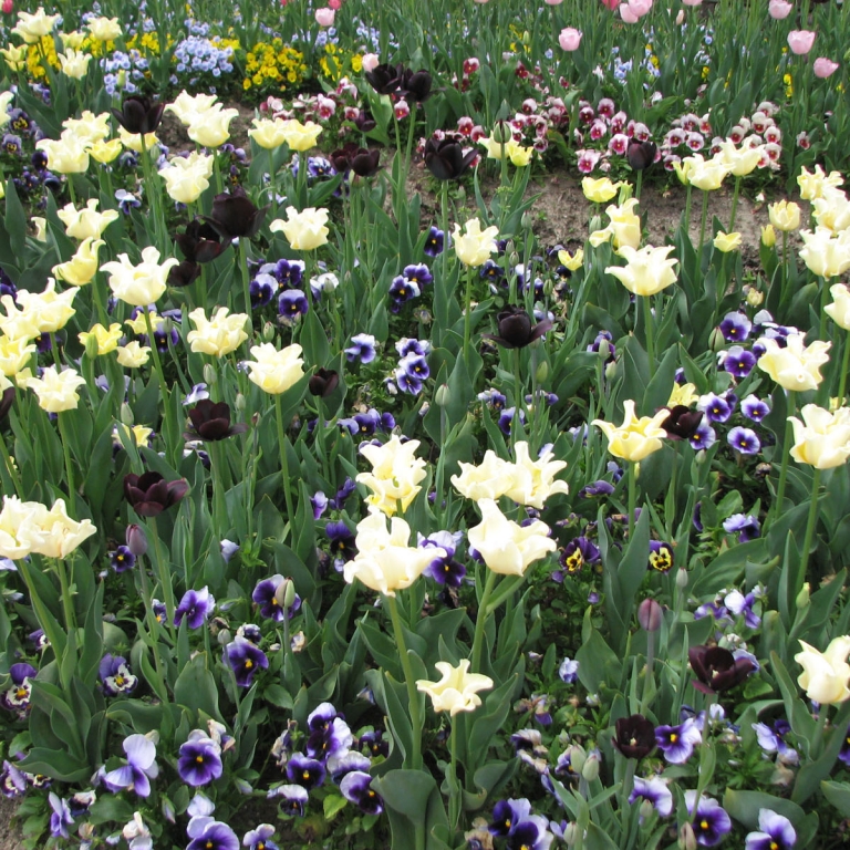 Конец апреля - пик цветения тюльпанов; Тояма