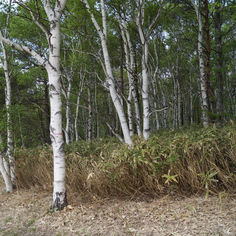 Березки - тоже японские деревья, но только в горах; Нагано
