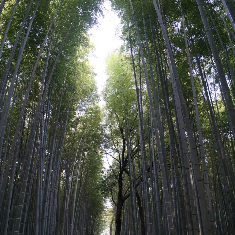 Бамбуковая дорожка; Киото