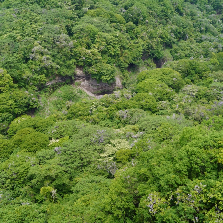 Горный лес в мае; Яманаси