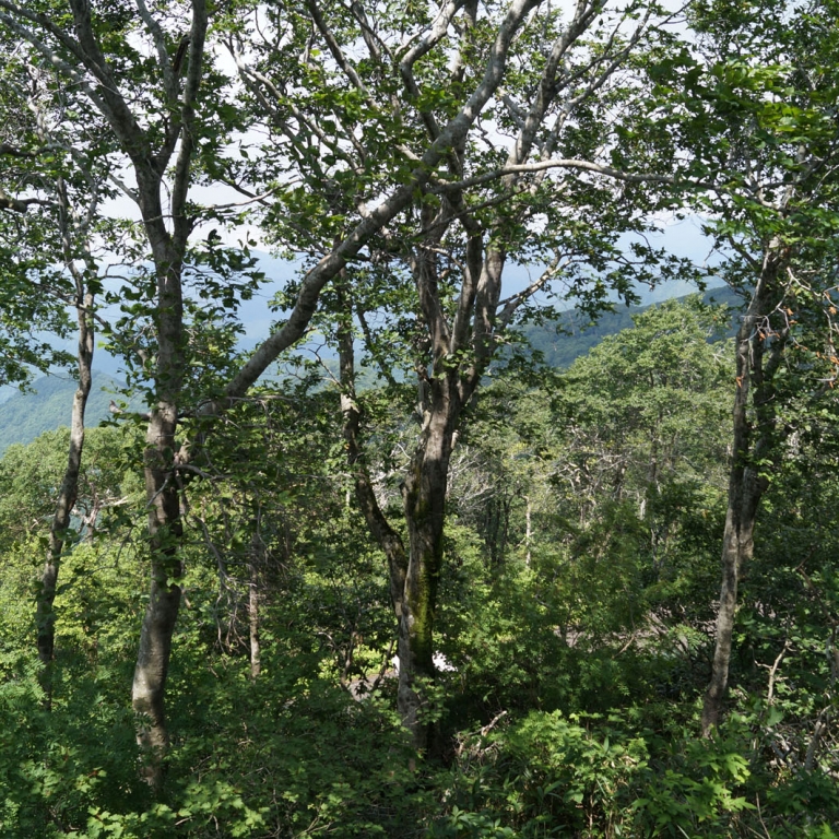 Буковые леса заповедника Сираками; Акита