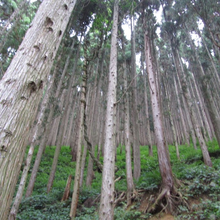 Лес в Адской долине ДзигокуДани; Нагано