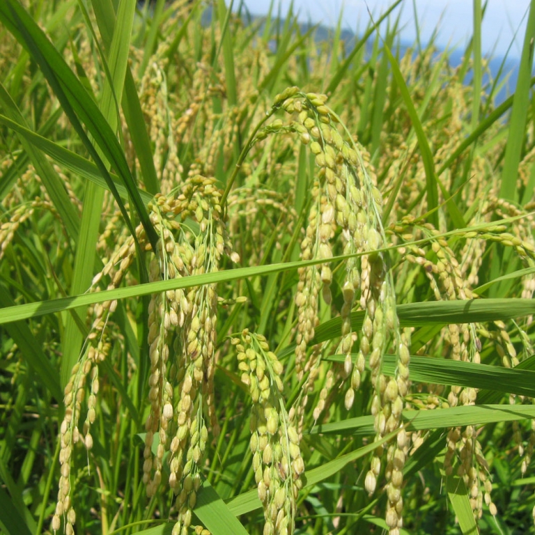 Побеги риса в августе; Ямагути