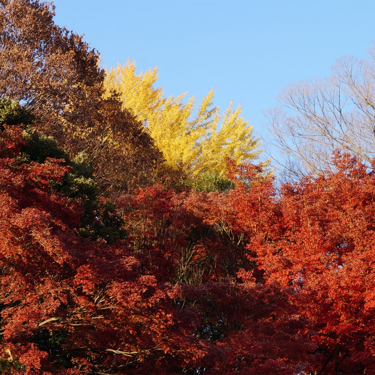 Финальный аккорд золотой осени в начале декабря, Токио