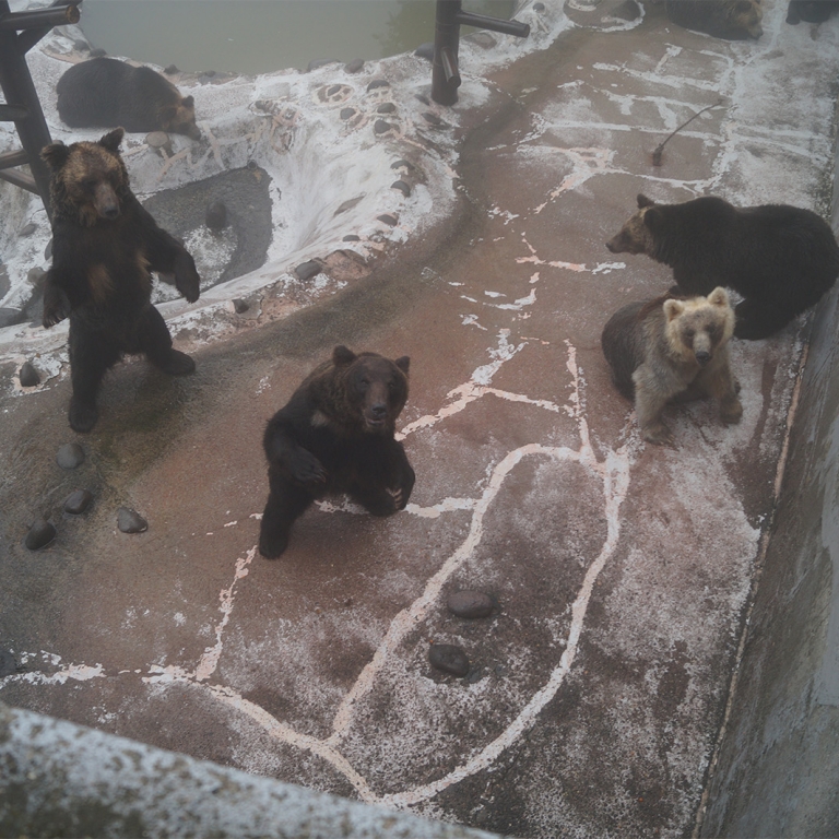 Медведи в питомнике, в ожидании морковки, Ноборибэцу; Хоккайдо