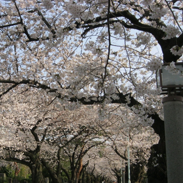 Кладбище Аояма; Токио