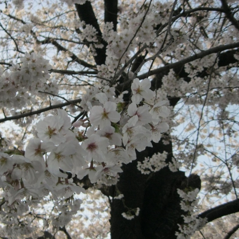 Пик цветения сакуры; Токио