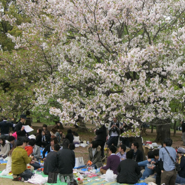 Ханами в парке Ёёги; Токио