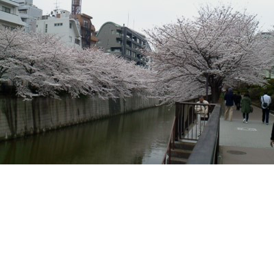 Река Мэгуро в апреле; Токио