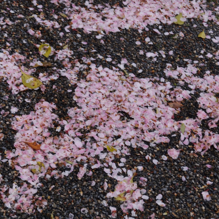 Опавшие цветы на земле; Киото