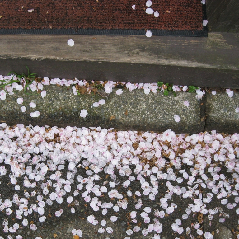 Цветы сакура на асфальте; Токио