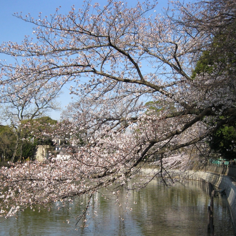 Цветущая сакура над гладью пруда; Токио