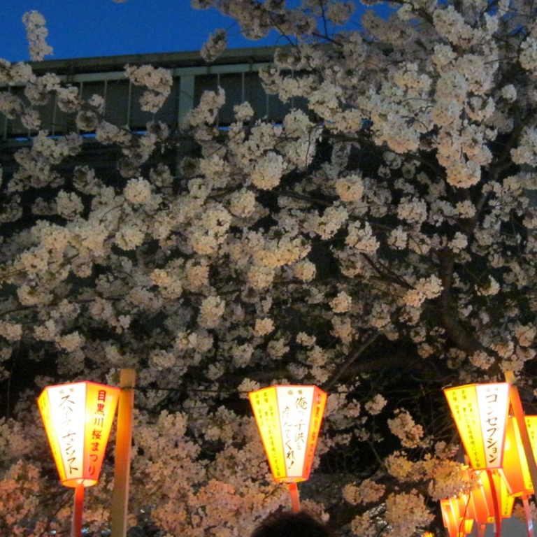 Гармония вечерних фонариков и цветов сакура; Токио