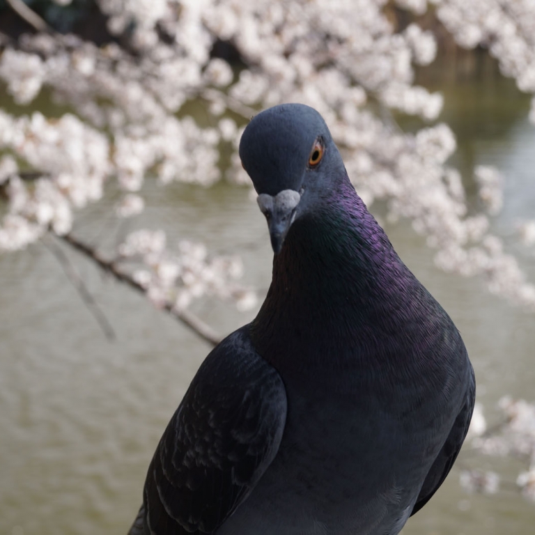 Элегантный голубь на фоне ветки сакуры; Токио