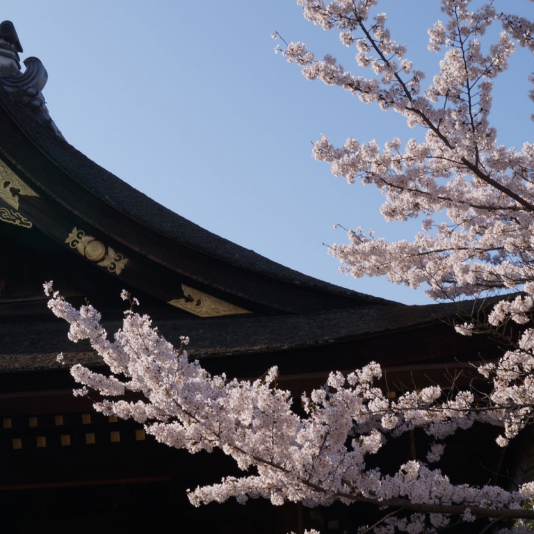Сакура на фоне одного из храмов; Киото