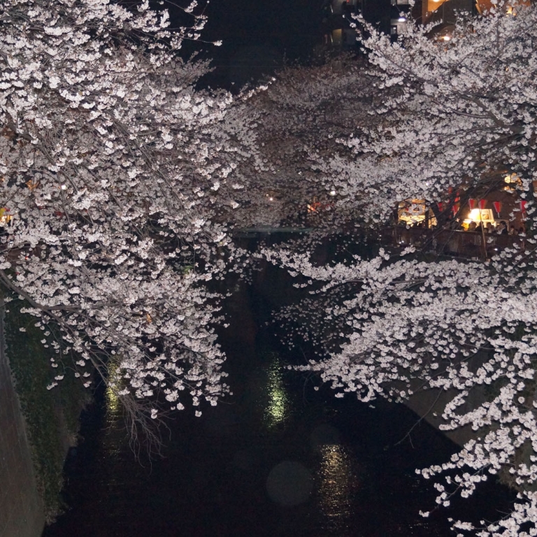 Река Мэгуро в окружении цветущих деревьев; Токио
