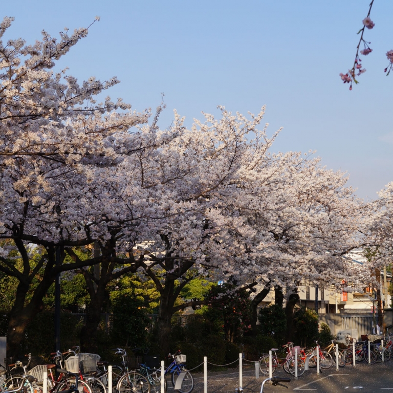 Ряды деревьев сакура на кладбище Аояма; Токио